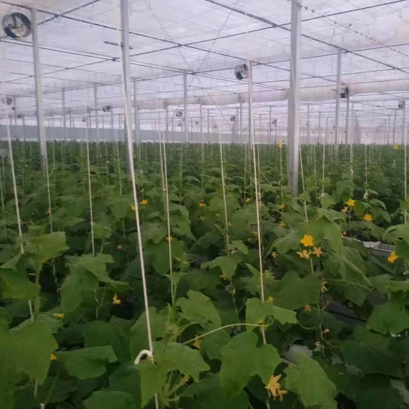 cucumber greenhouse cucumber greenhouse
