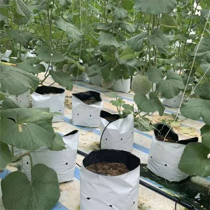 Greenhouse Hydroponic Plant With Cummber