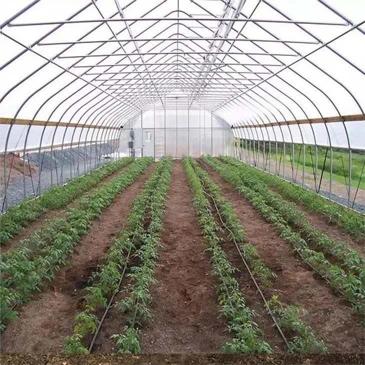 Single Hoop Greenhouse For Garden With Irrigation