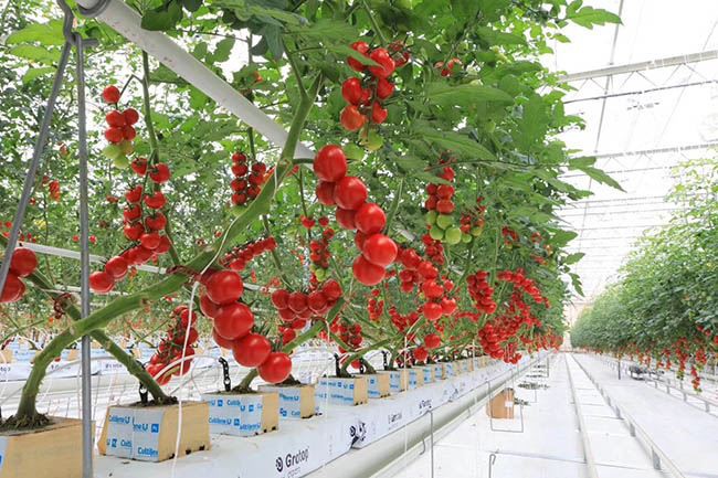 Indoor uzgoj plastenika