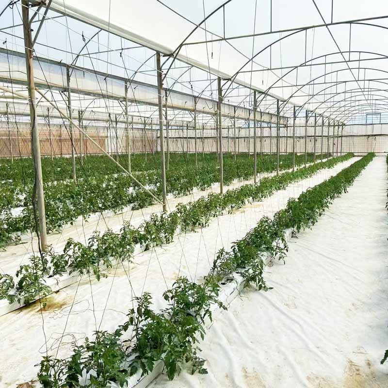 tomato greenhouse 6 tomato greenhouse 6