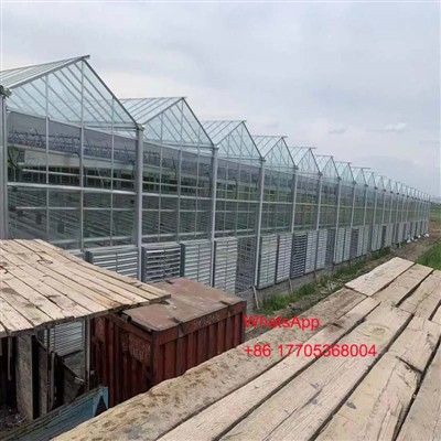 5000 četvornih metara Venlo Stakleni staklenik u