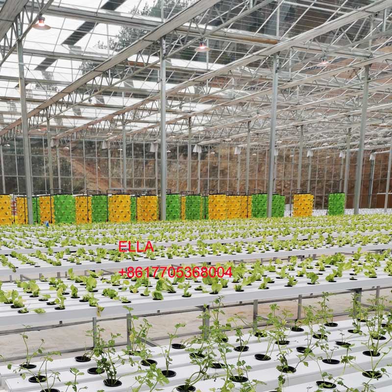 Hydroponic vegetable Hydroponic vegetable
